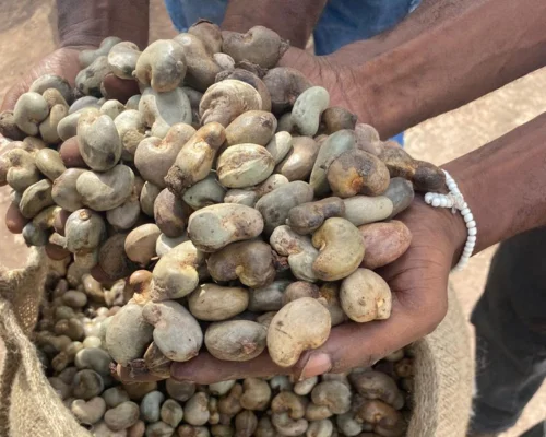 Raw Cashew Nuts (RCN)